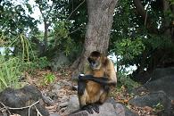 EL MONO COMIENDO CARAMELOS CAIXA